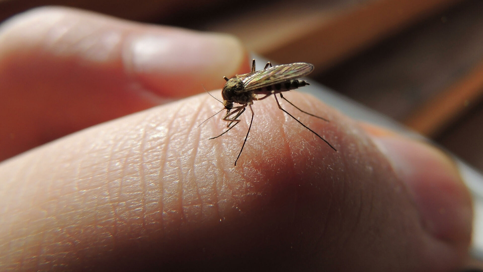В Самаре озвучили сроки обработки парков и набережной от комаров 