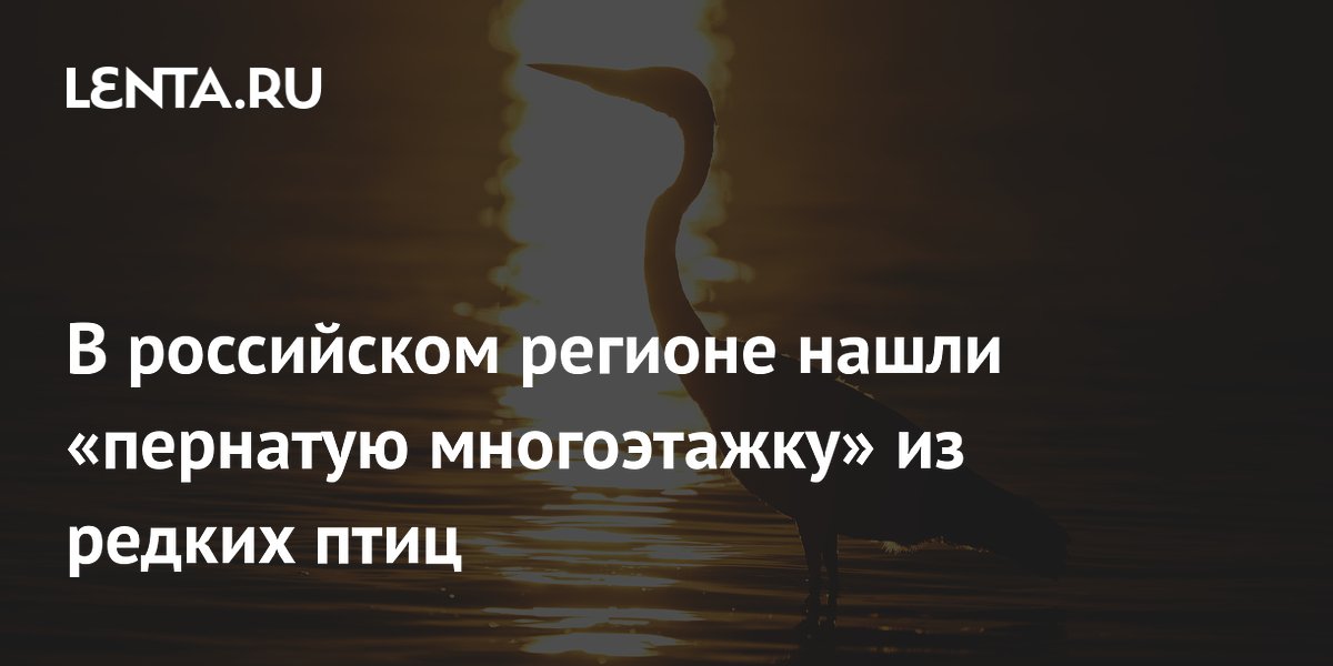 В Амурской области редкие цапли и бакланы организовали пернатую многоэтажку
