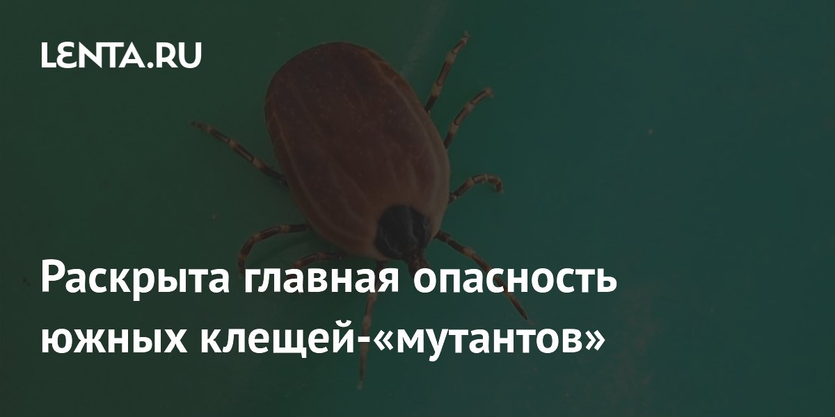 Энтомолог: клещи-мутанты Hyalomma переносят смертельные болезни, но в России их мало