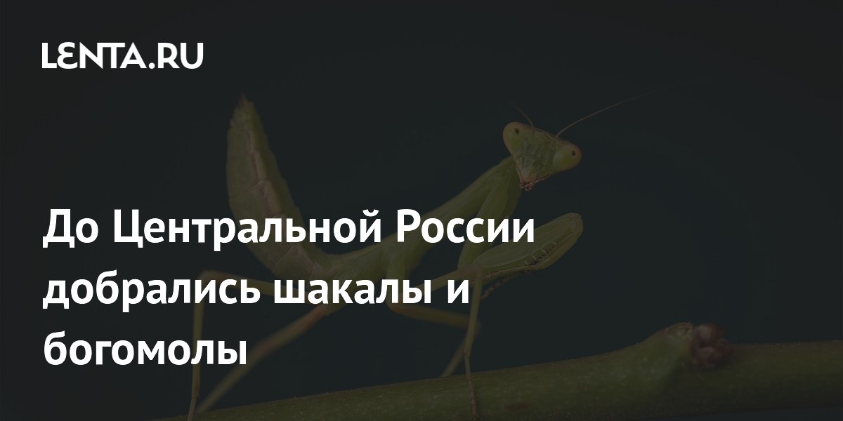 � ����������� ������ �������� ��������� � �������: ������ ������ �������