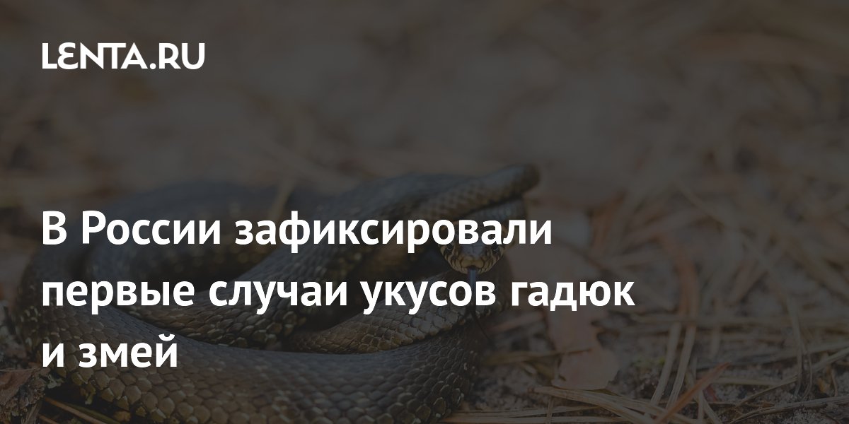 В России зафиксированы первые в сезоне укусы гадюк: несколько пострадавших в реанимации