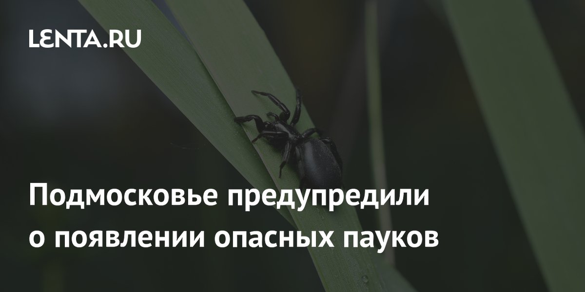 В Подмосковье из-за потепления могут появиться ядовитые пауки каракурты