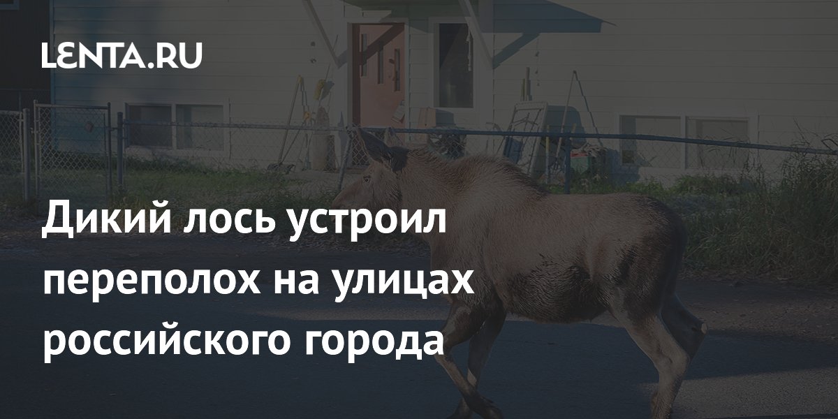 Дикий лось напугал жителей Чебаркуля: рекомендации спасателей Дикий лось напугал жителей Чебаркуля: рекомендации спасателей