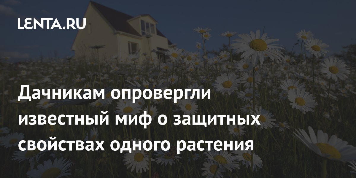 Садовод Самойлова: ромашка не отпугивает вредителей — миф развенчан