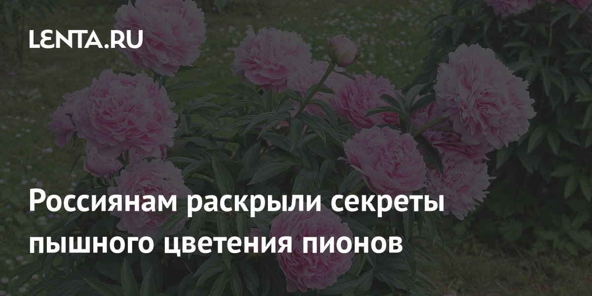 Садовод раскрыла секреты пышного цветения пионов: свет, почва, подкормка