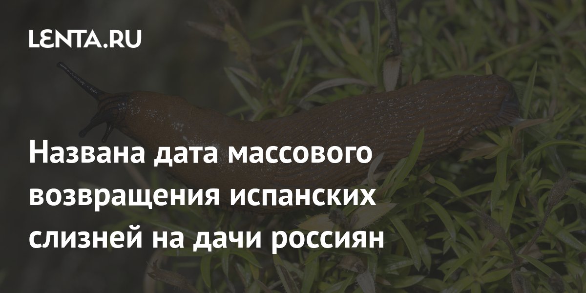Биолог назвал дату массового возвращения испанских слизней на дачи россиян
