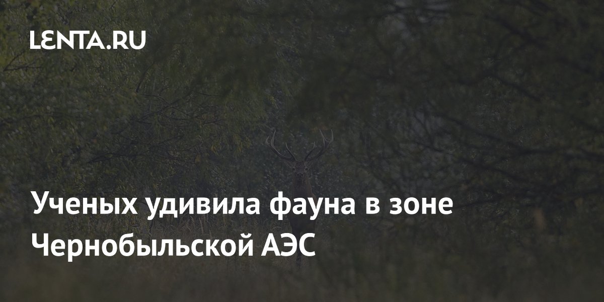 Чернобыльская зона отчуждения стала крупнейшим убежищем диких млекопитающих в Европе Чернобыльская зона отчуждения стала крупнейшим убежищем диких млекопитающих в Европе