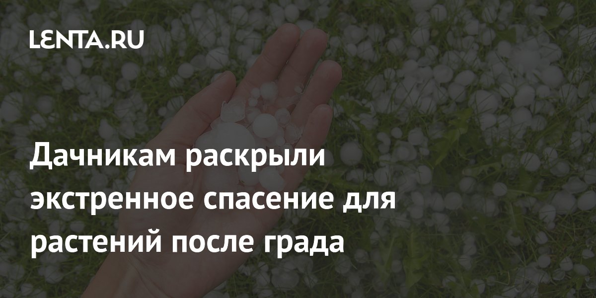 Агроном Воробьев раскрыл экстренный способ спасти растения после града