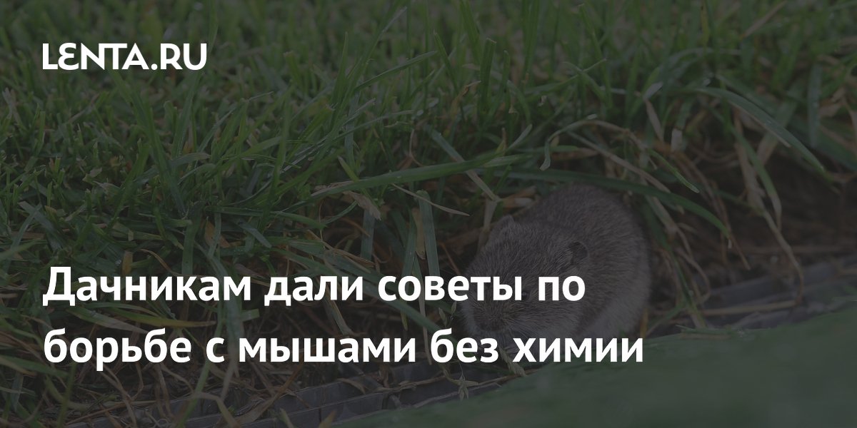 Эксперт посоветовал дачникам отпугивать мышей берёзовым дёгтем без химии