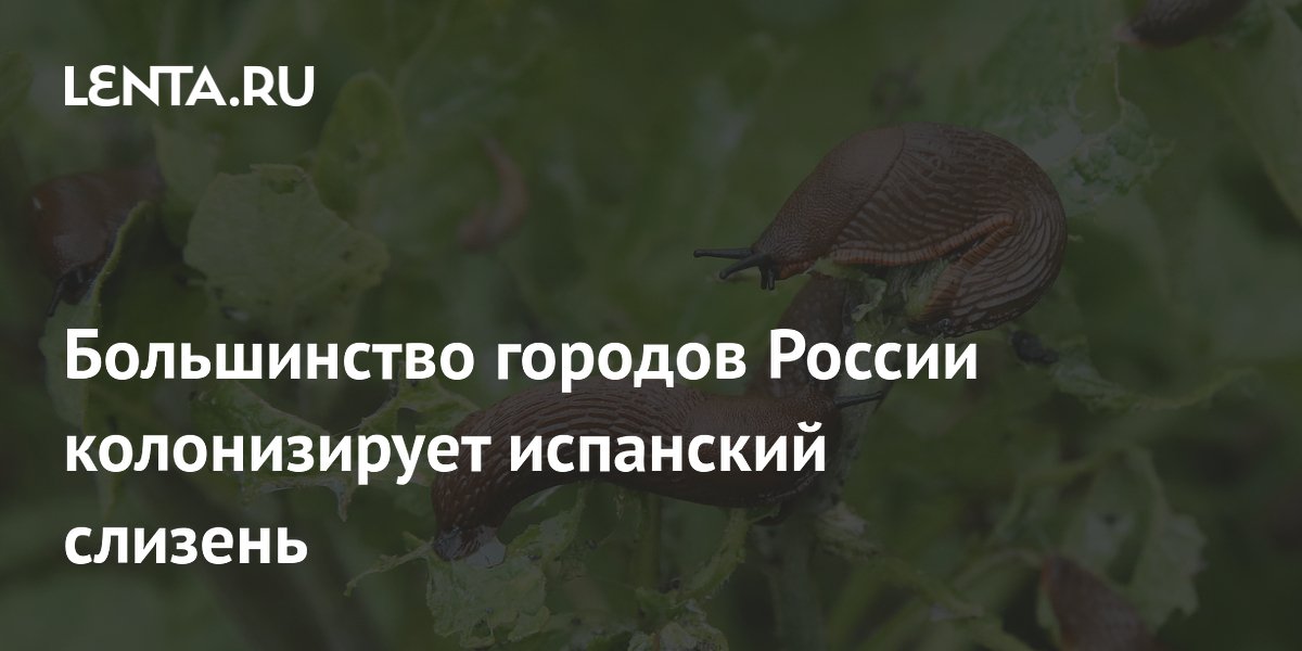 Испанские слизни могут колонизировать большинство городов России – прогноз ученых Испанские слизни могут колонизировать большинство городов России – прогноз ученых