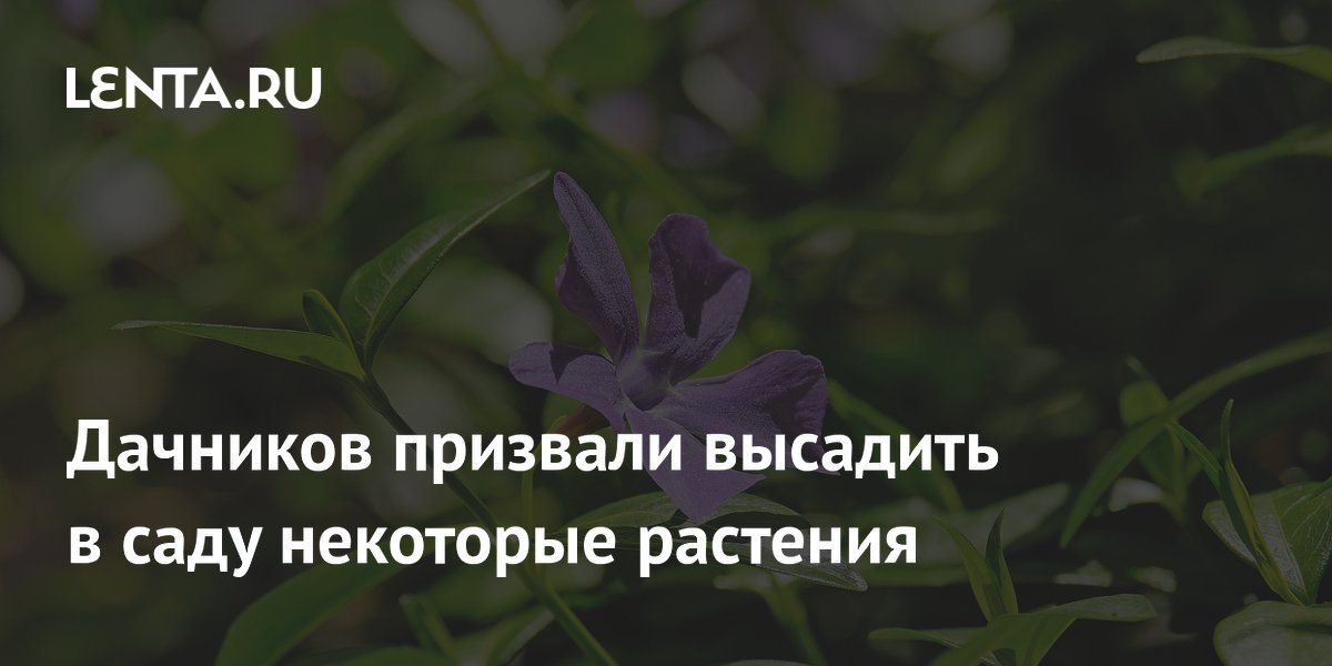 Эксперт посоветовал дачникам посадить барвинок и флокс для борьбы с сорняками Эксперт посоветовал дачникам посадить барвинок и флокс для борьбы с сорняками