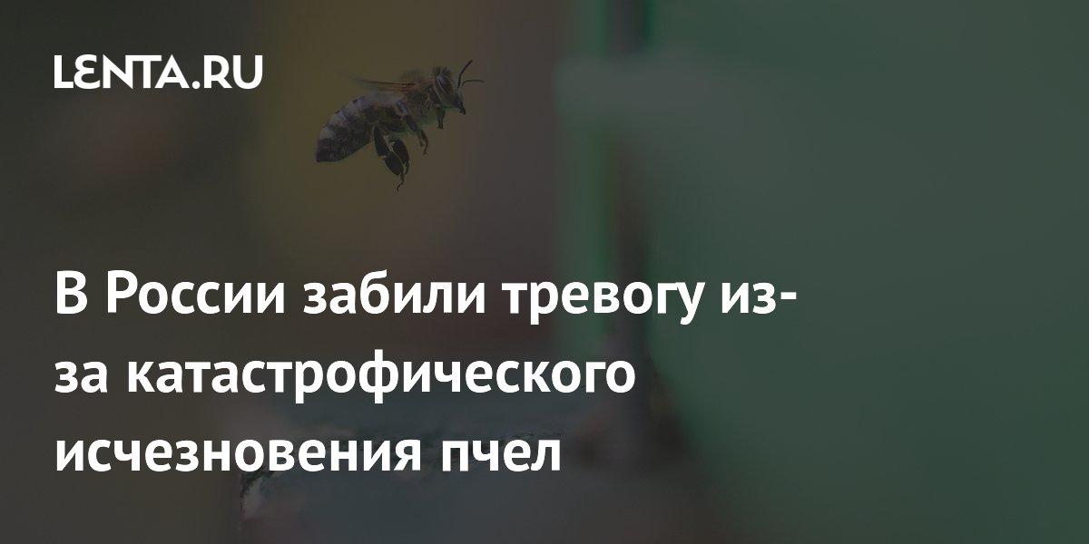 Исчезновение пчёл в России: число семей упало с 10 млн до 4 млн Исчезновение пчёл в России: число семей упало с 10 млн до 4 млн