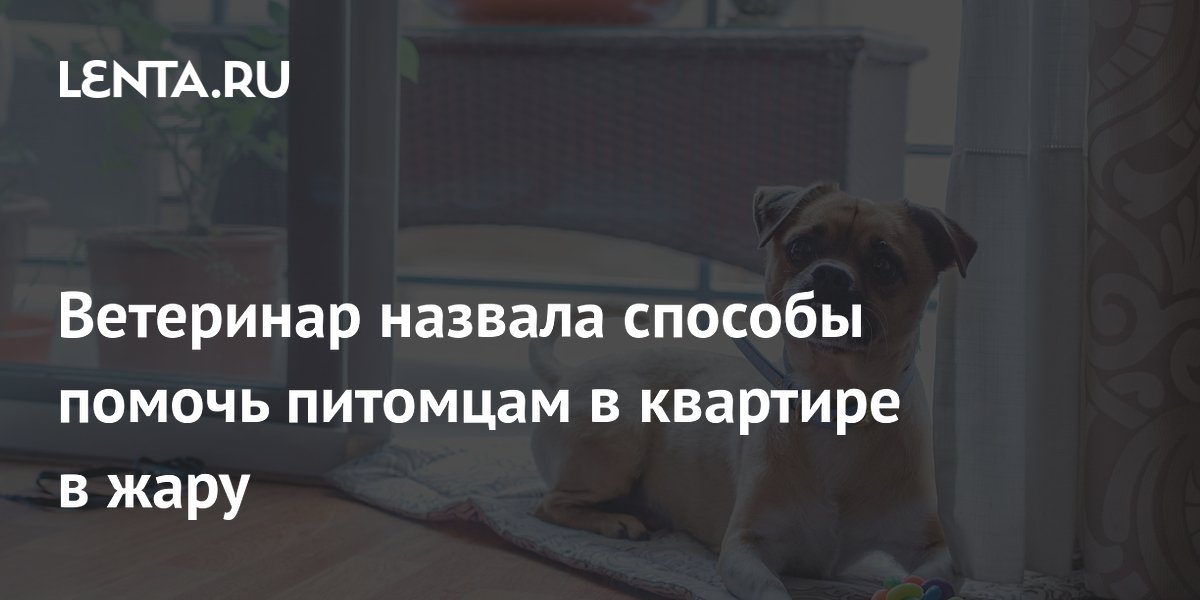 Ветеринар рассказала, как защитить питомцев от перегрева в квартире в жару Ветеринар рассказала, как защитить питомцев от перегрева в квартире в жару