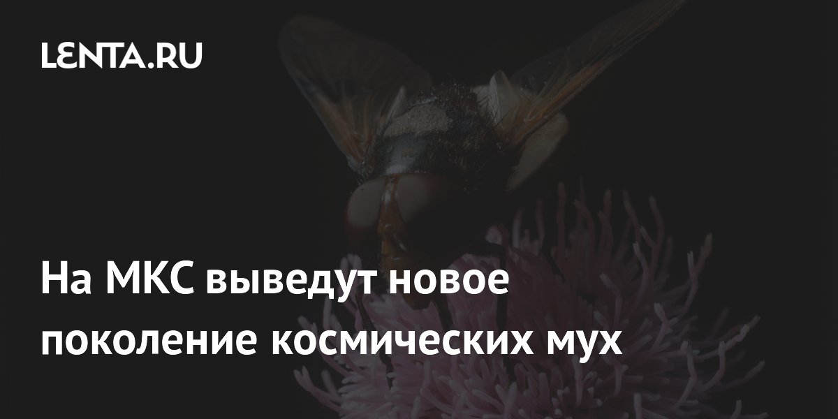 На МКС выведут 24-е и 25-е поколение мух-дрозофил, рожденных в космосе На МКС выведут 24-е и 25-е поколение мух-дрозофил, рожденных в космосе