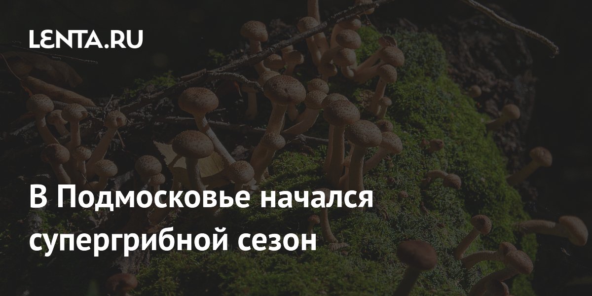 Миколог: в Подмосковье стартовал супергрибной сезон из-за дождей и похолодания