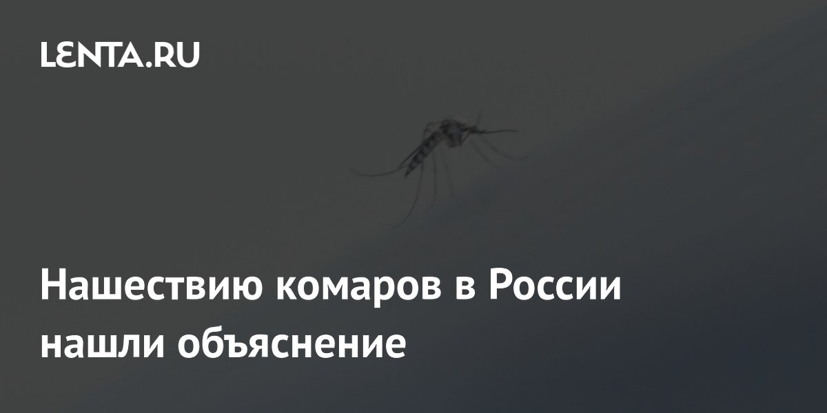 Ученый объяснил нашествие комаров в Сибири теплой погодой и обилием водоемов