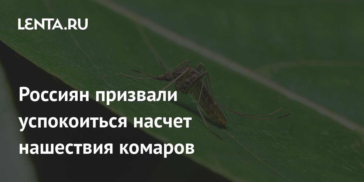 Энтомолог опроверг аномальное нашествие комаров в России