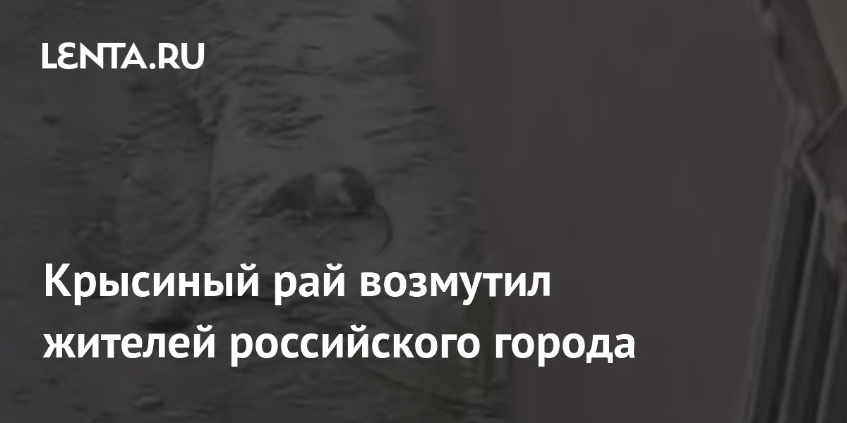 В Омске жители пожаловались на крысиный рай во дворе многоэтажки