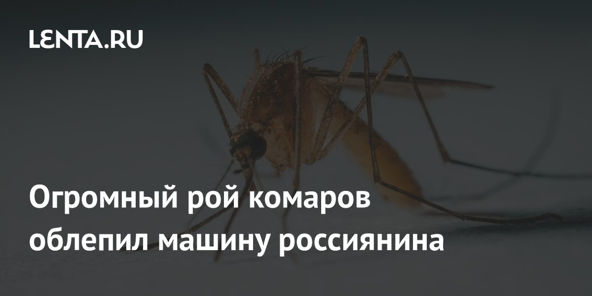 Огромный рой комаров окружил машину туристов в Бурятии