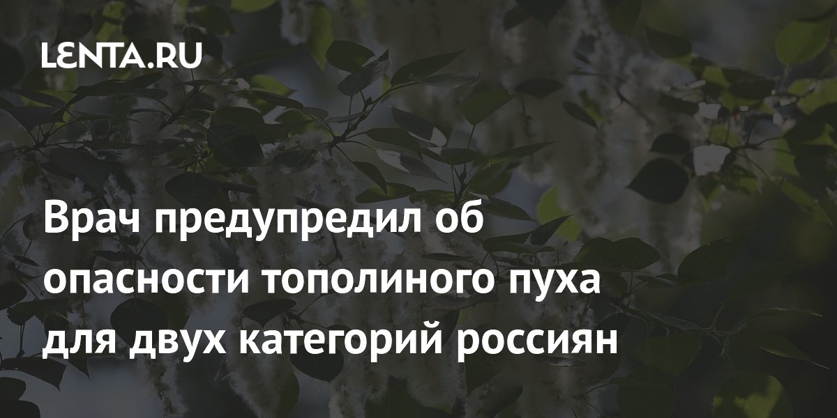 Врач Умнов предупредил: тополиный пух опасен для аллергиков и астматиков Врач Умнов предупредил: тополиный пух опасен для аллергиков и астматиков
