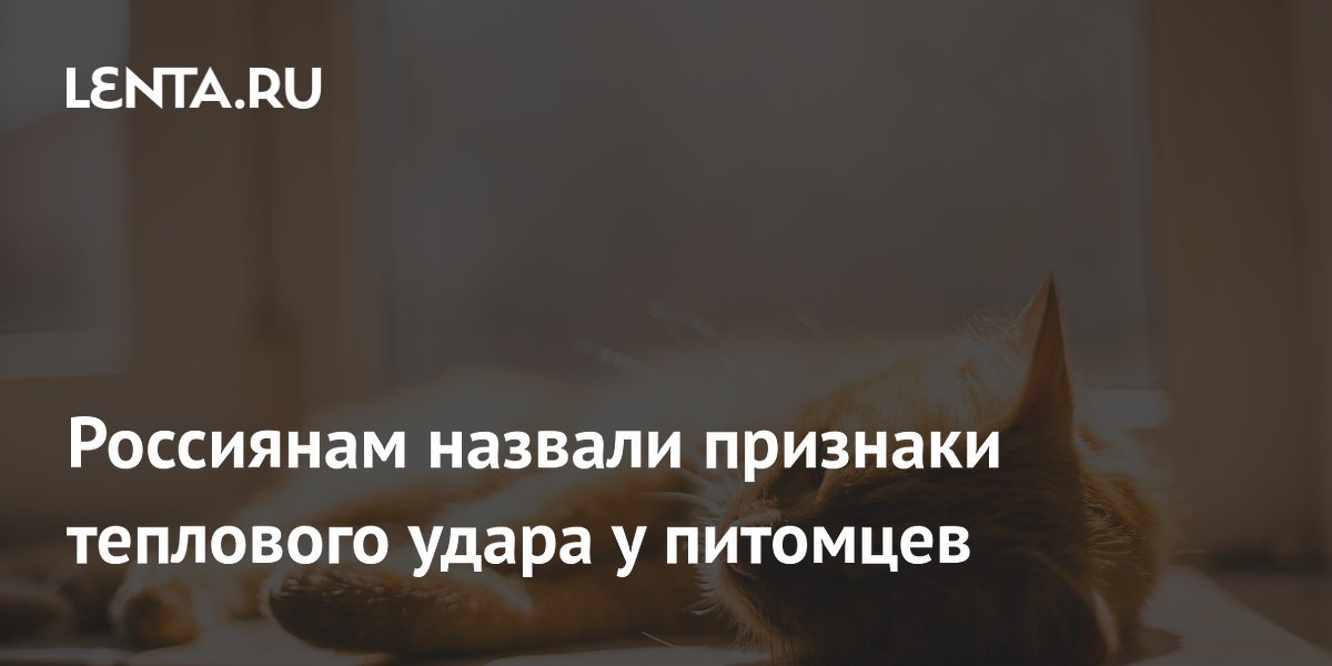Ветврач назвала признаки теплового удара у питомцев и правила первой помощи