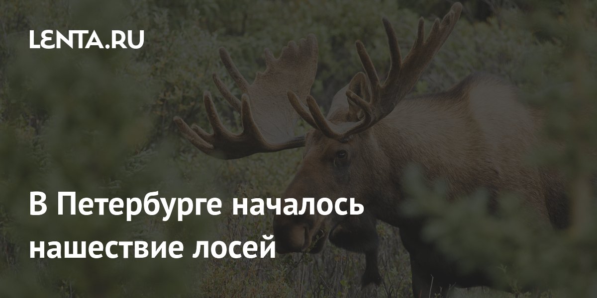 В Петербурге началось нашествие молодых лосей: биолог назвал причину