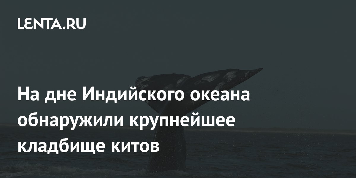 Крупнейшее кладбище китов возрастом 5 млн лет найдено на дне Индийского океана Крупнейшее кладбище китов возрастом 5 млн лет найдено на дне Индийского океана
