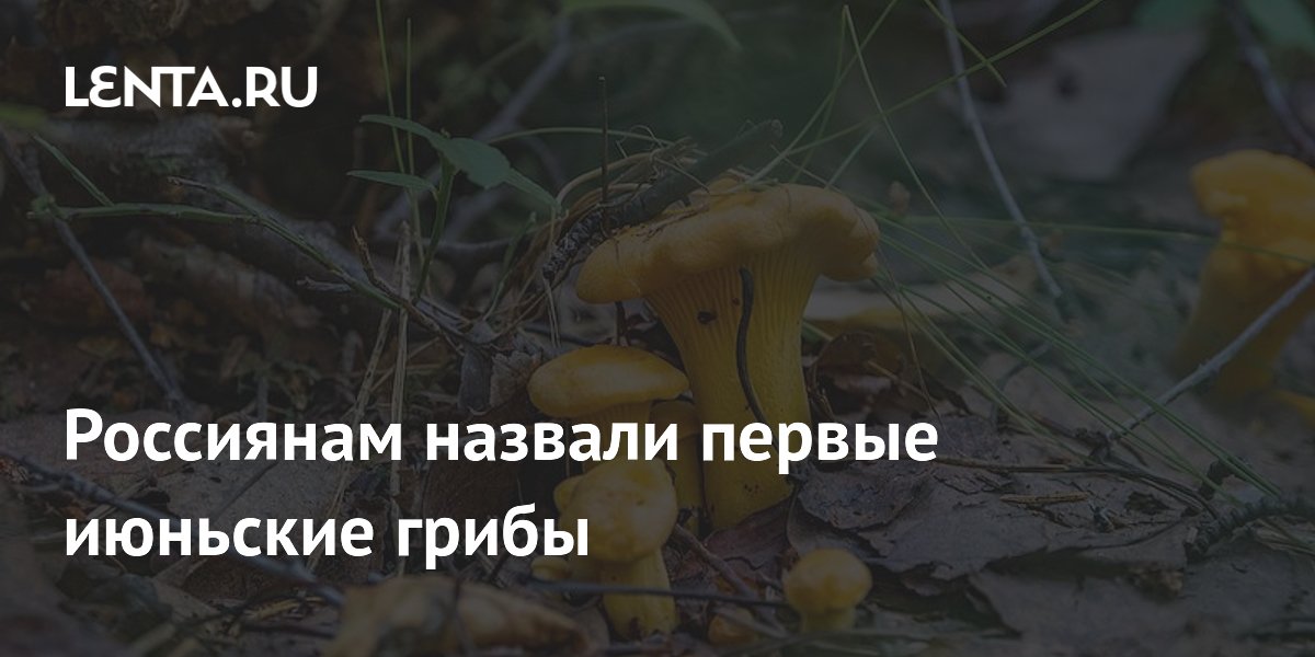 Биолог назвала первые съедобные грибы июня: лисички, опята и подосиновики