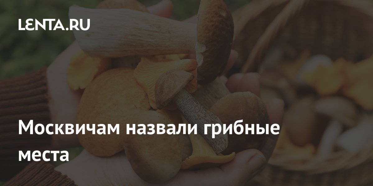 Эколог назвал лучшие места для сбора грибов в Подмосковье в июне