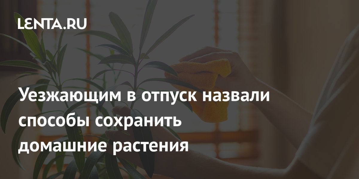 Эксперты рассказали, как спасти домашние растения во время отпуска