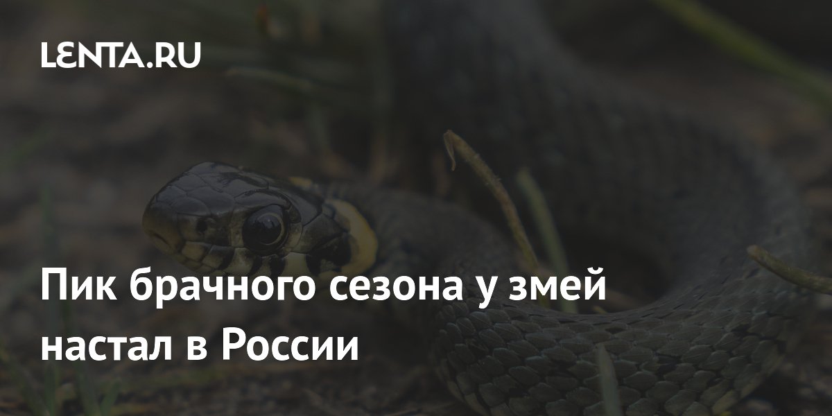 В России наступил пик брачного сезона змей: советы экспертов