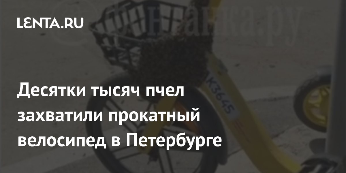 Рой из 20 тысяч пчел захватил прокатный велосипед в центре Петербурга