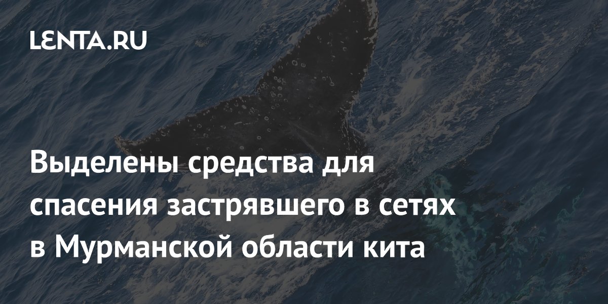 ВТБ и Фонд защитников природы выделили средства на спасение кита у берегов Мурманской области