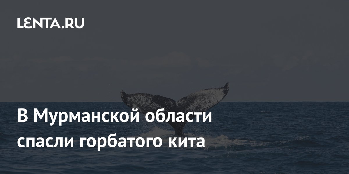 В Мурманской области спасли горбатого кита Петра Великого: волонтеры и власти объединились