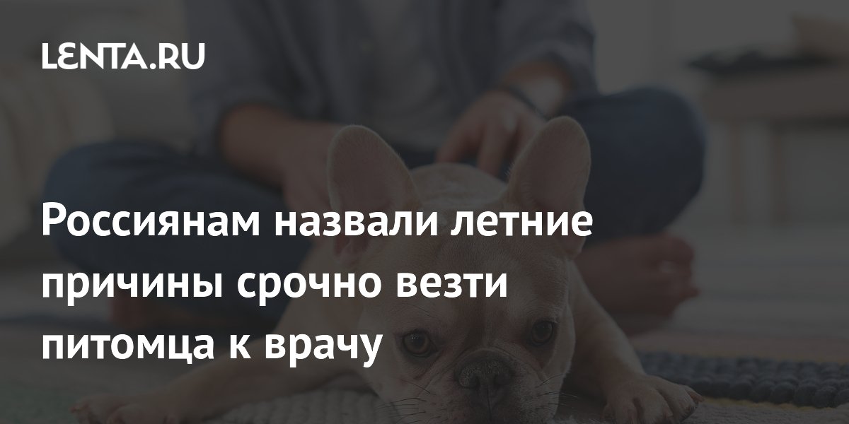 Ветврач перечислила симптомы теплового удара у питомцев, требующие срочного визита