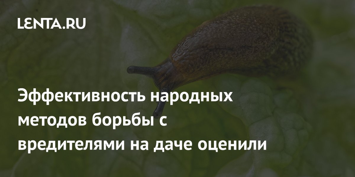 Эксперт оценила народные методы борьбы с вредителями на даче: неэффективны