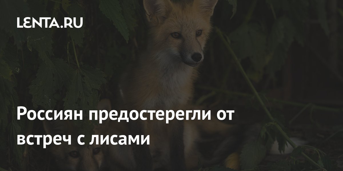 Врач предупредила россиян об опасности встреч с лисами из-за бешенства