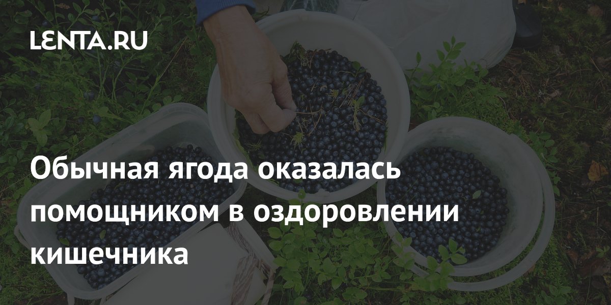 Черника оказалась помощником в оздоровлении кишечника: открытие ученых
