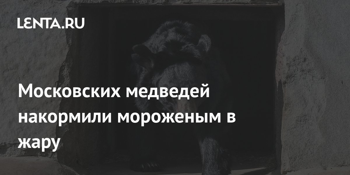 Московским медведям дали мороженое в 31-градусную жару