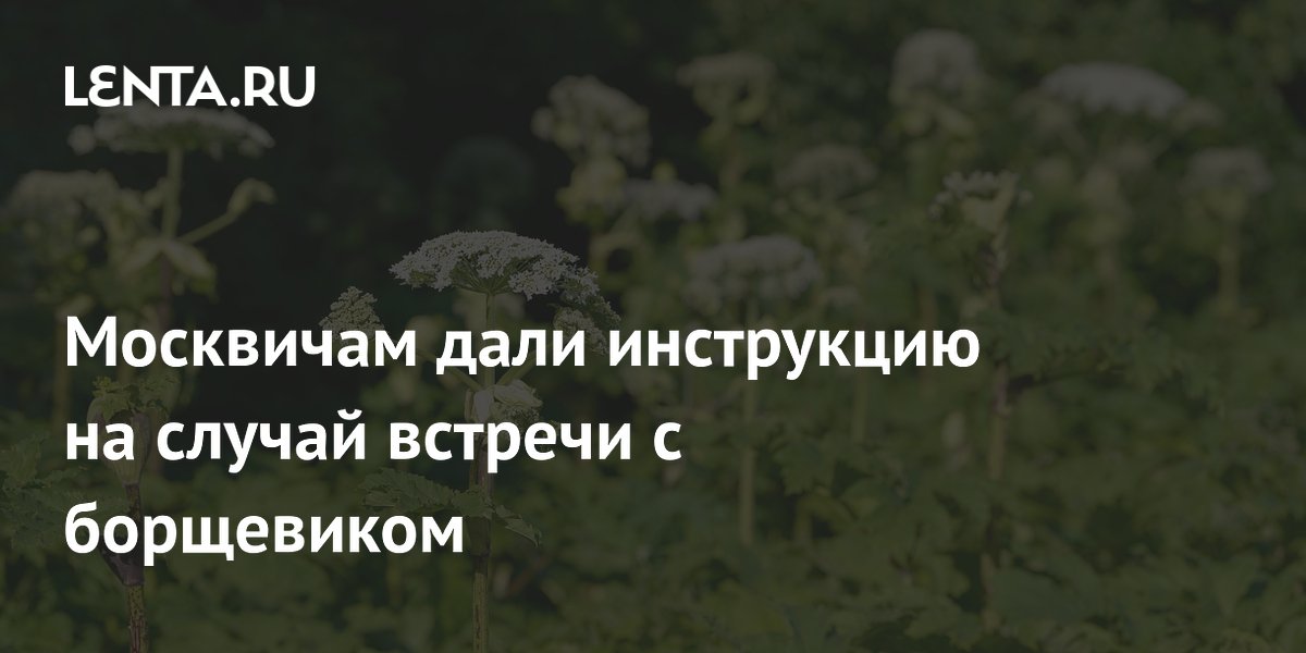 Москвичам объяснили, как действовать при встрече с борщевиком