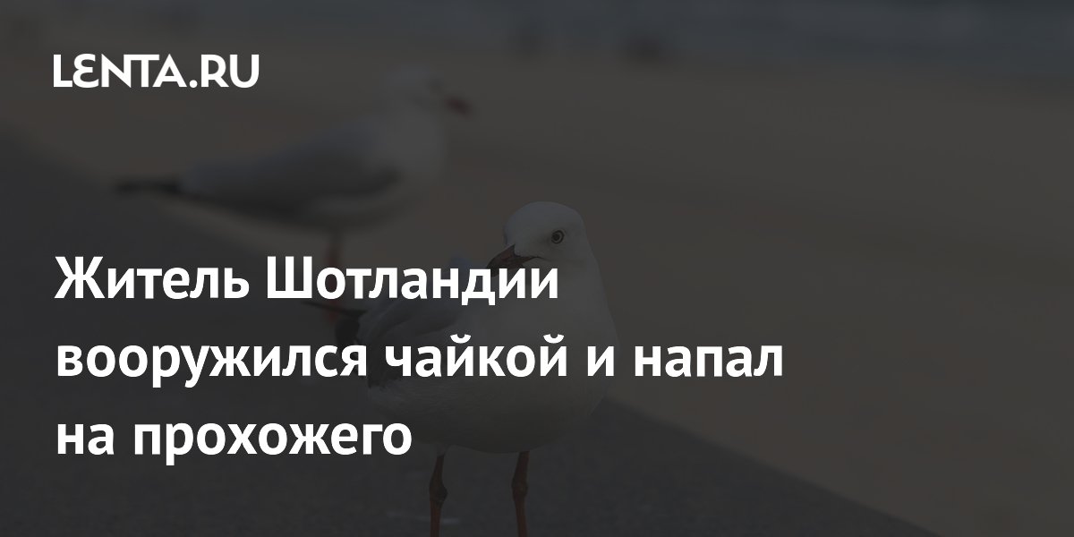 Житель Шотландии напал на прохожего, используя в качестве оружия чайку Житель Шотландии напал на прохожего, используя в качестве оружия чайку