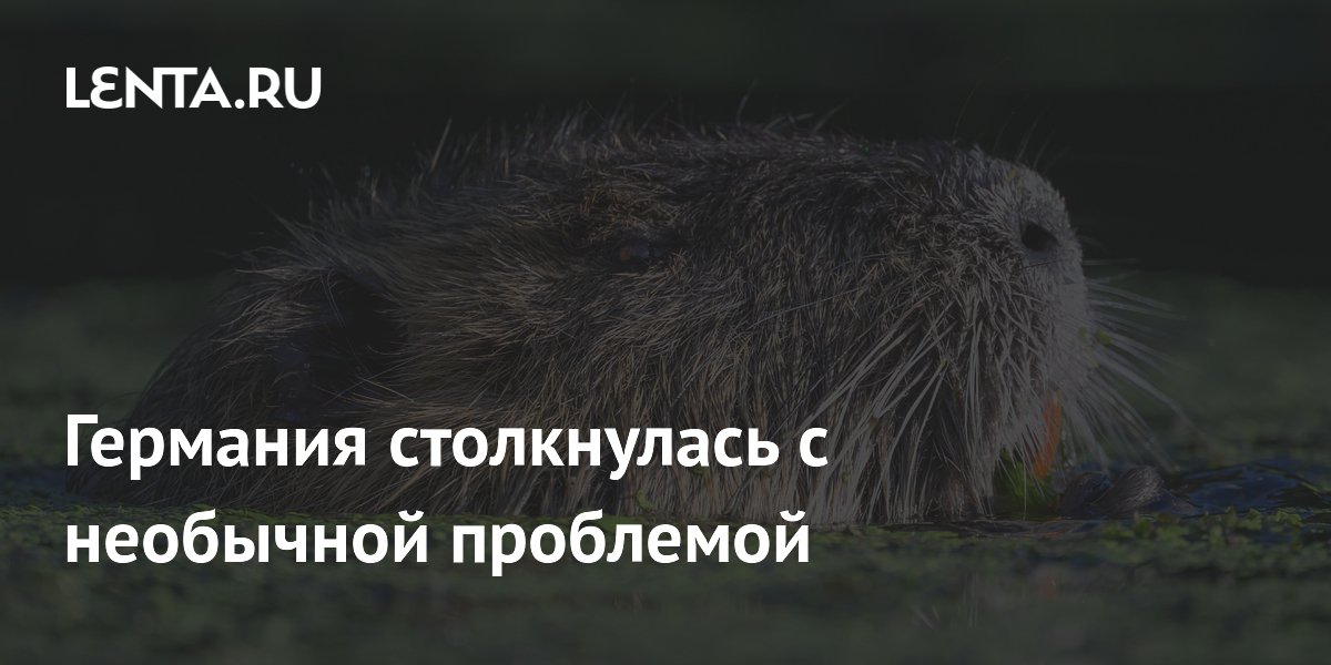 Нашествие нутрий в Германии: под угрозой экосистема и дамбы
