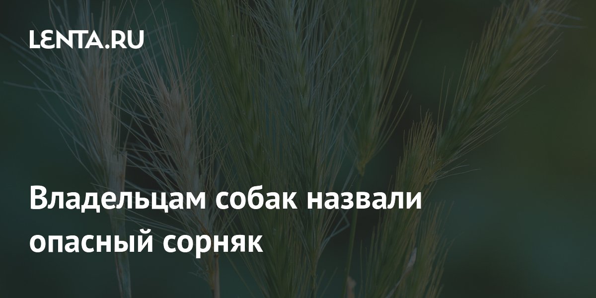 Кинолог Голубев предупредил об опасном сорняке для собак