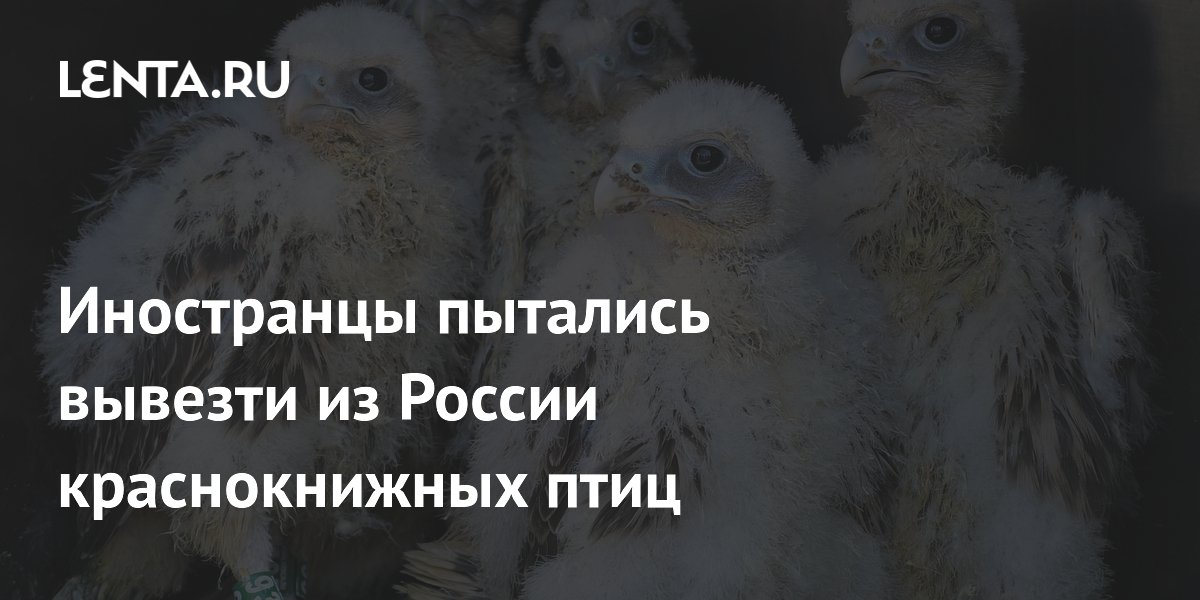 Иностранцы осуждены за контрабанду краснокнижных соколов из России