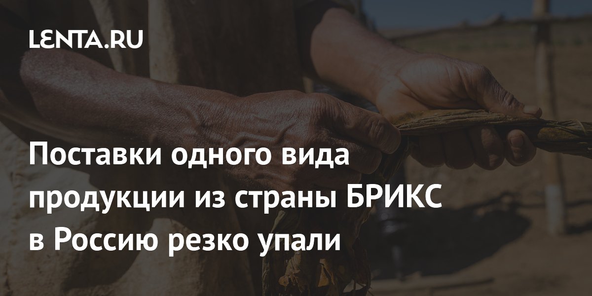 Экспорт табачного сырья из Бразилии в РФ обвалился на треть за полгода
