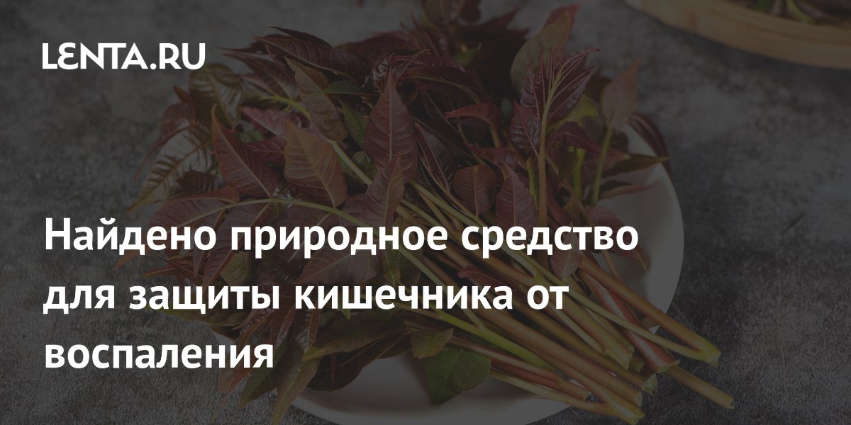 Чай из листьев китайской тооны защищает кишечник от воспаления — исследование