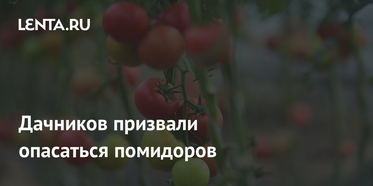 Врач предупредил дачников об опасности помидорной ботвы: ожоги и аллергия