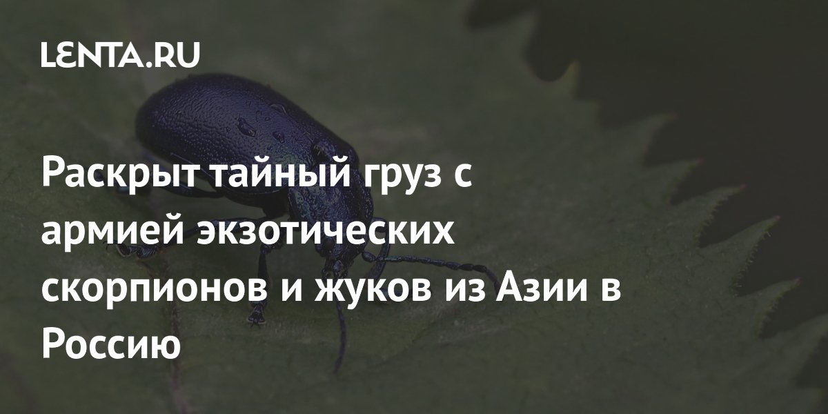 Московские таможенники пресекли ввоз 125 скорпионов и 60 жуков-листоедов из Таиланда