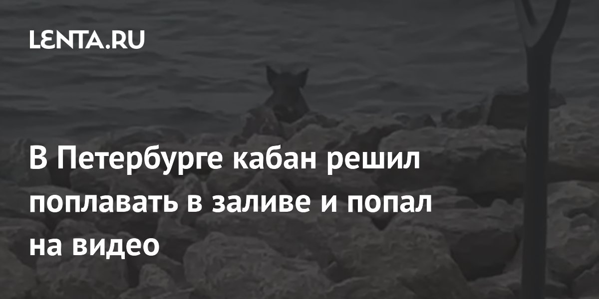 Кабан устроил заплыв в Финском заливе и попал на видео в Петербурге