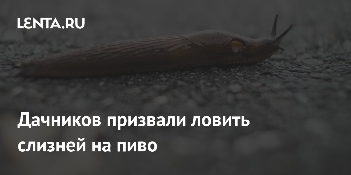 Биолог призвал дачников ловить испанских слизней на пиво